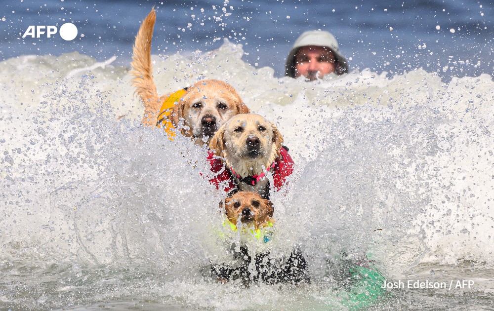 World Dog Surfing Championships in Pacifica
